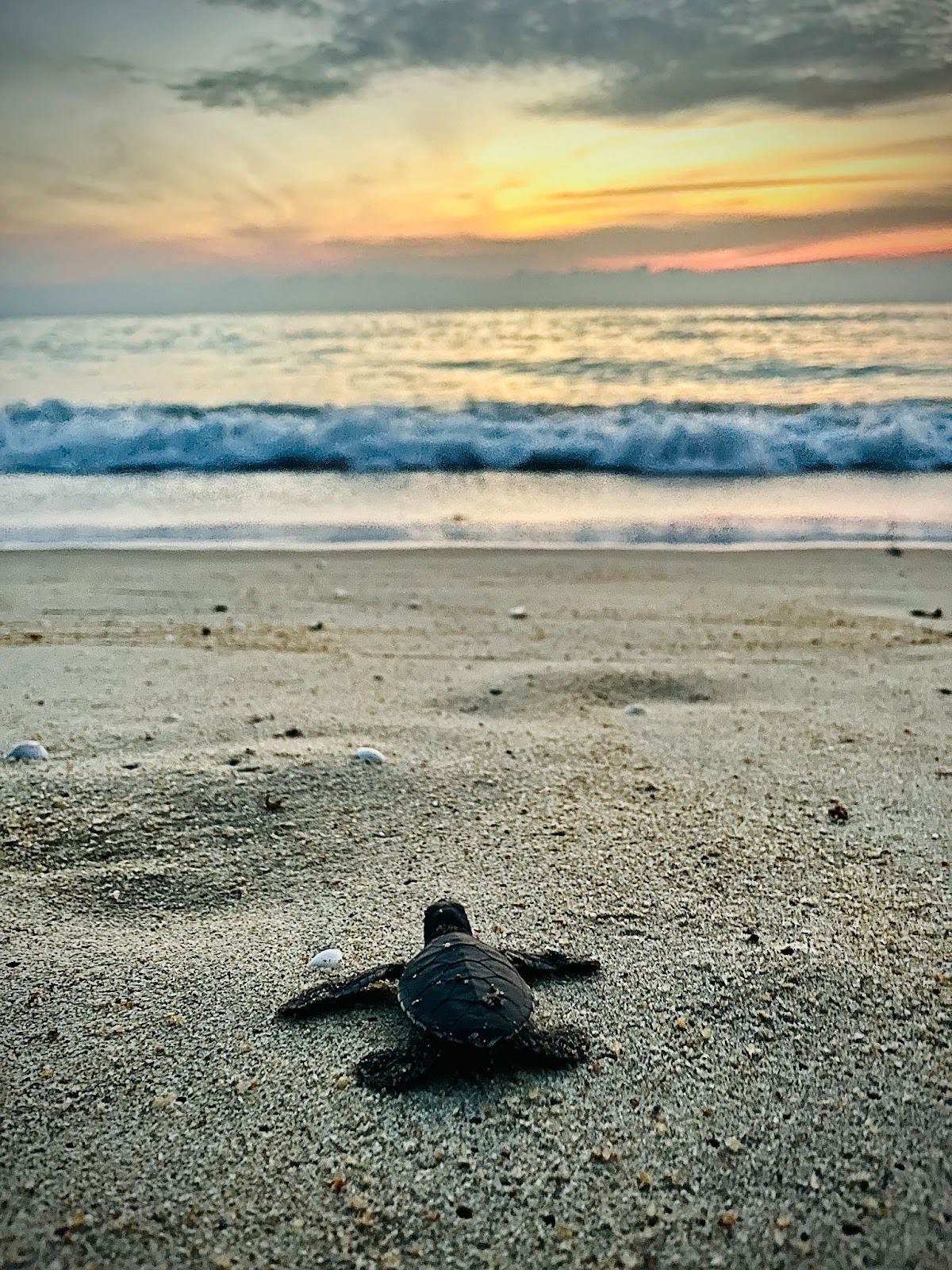 The Odyssey of Mother Turtles | IOSEA Marine Turtles