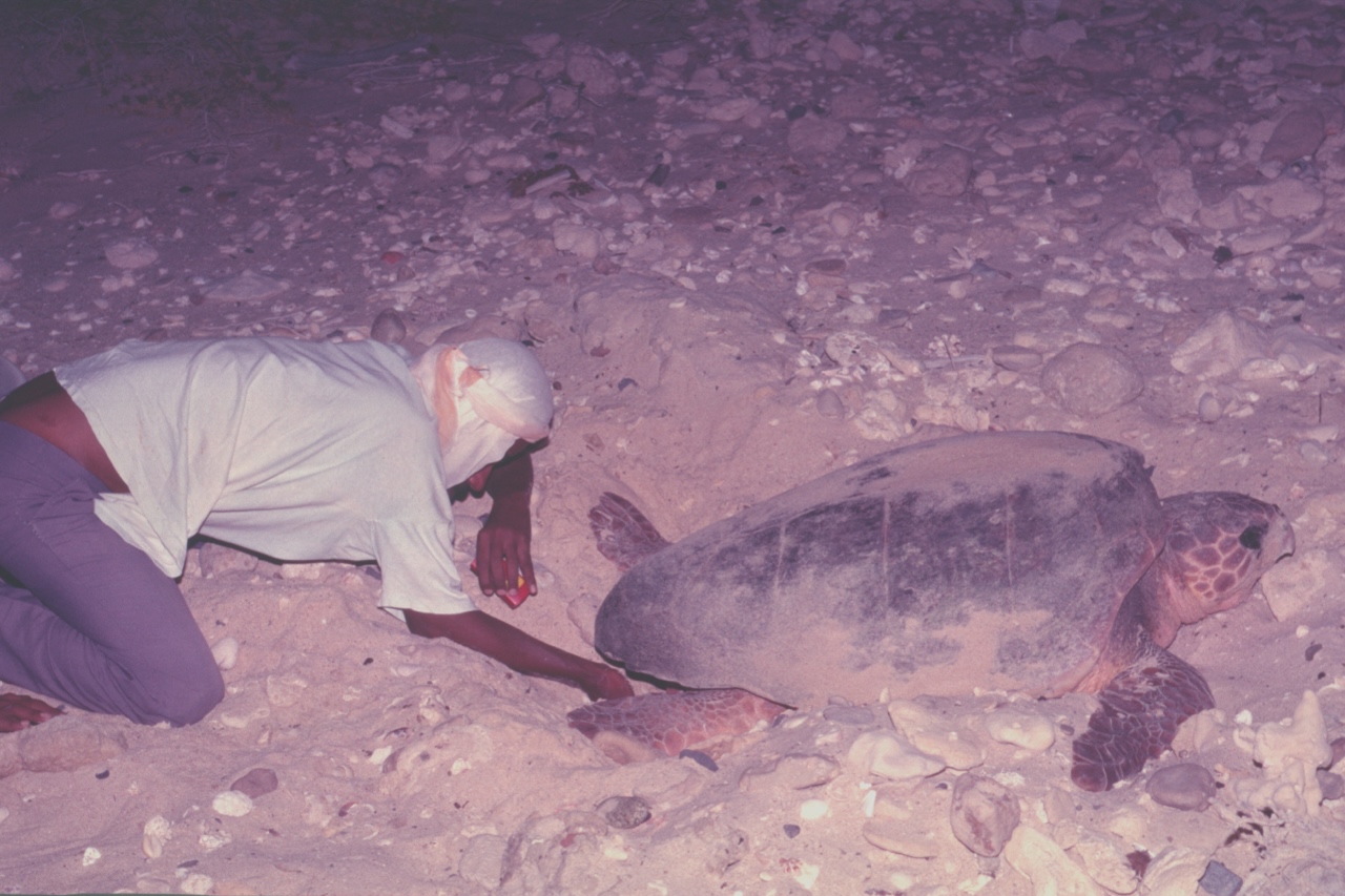 Abdullah Saad counting eggs in a turtle nest