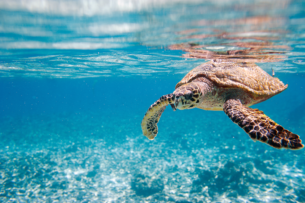 Marine Turtle