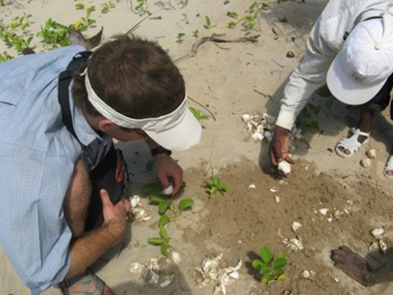 Counting sea turtle egg shells