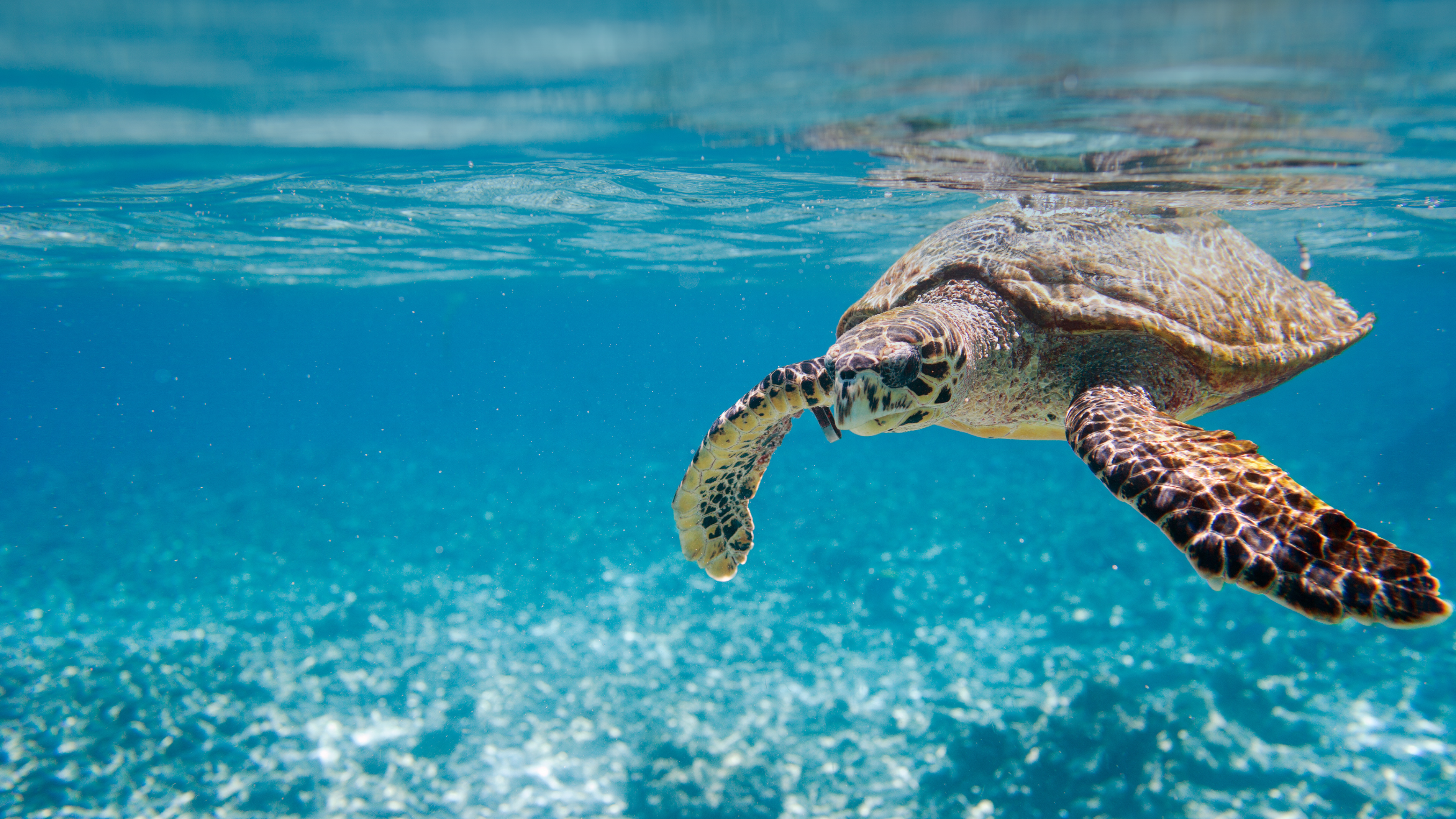 Hawksbill Turtle