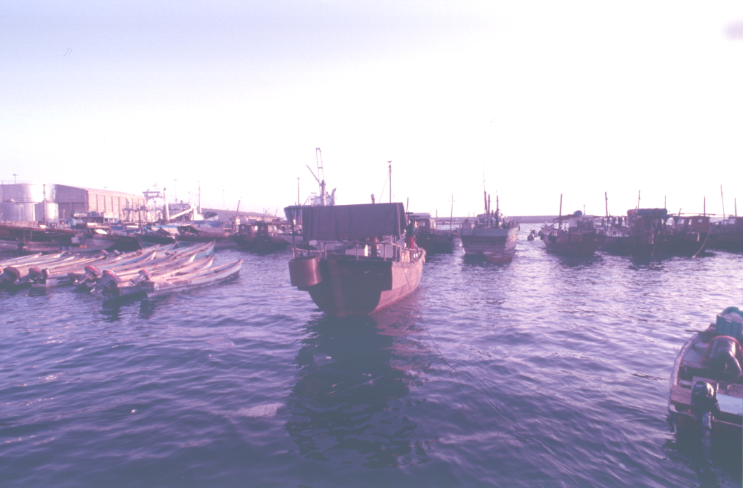 Fishing dhows