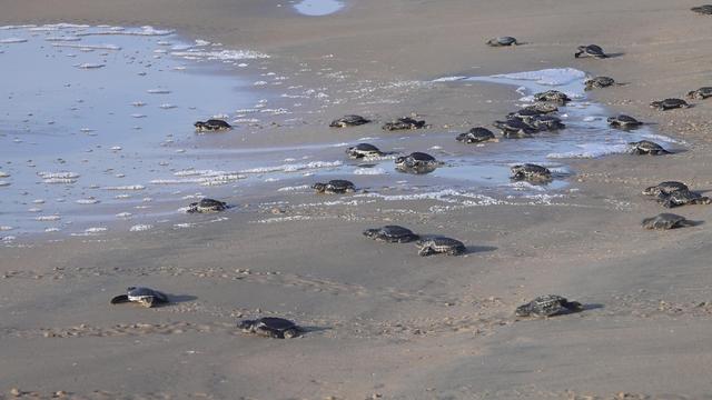 Hatchlings on the beach
