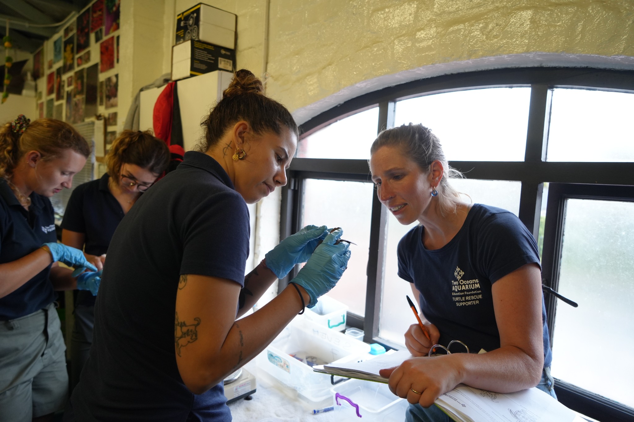 Team member assess hatchling