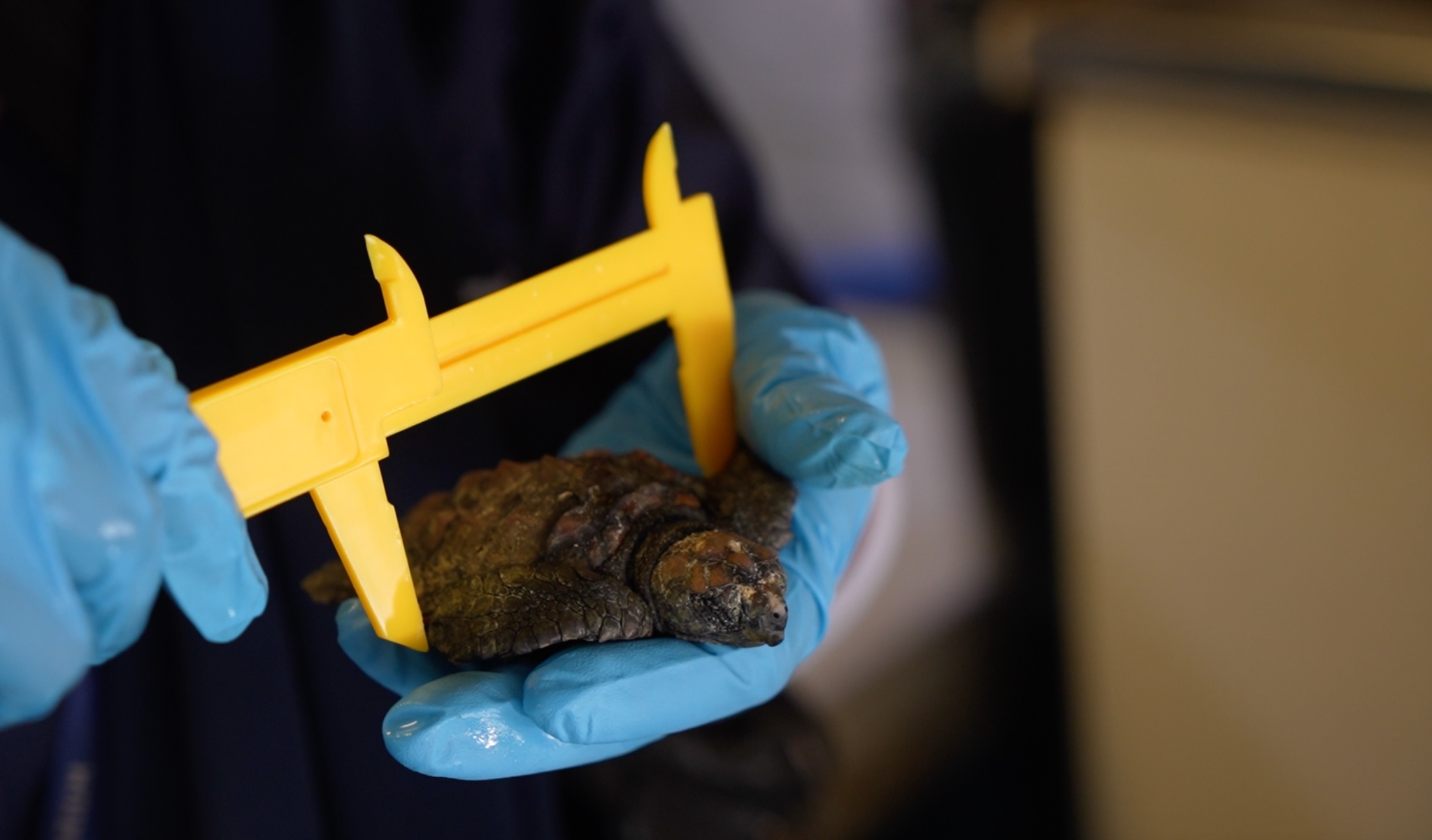 Hatchling being measured