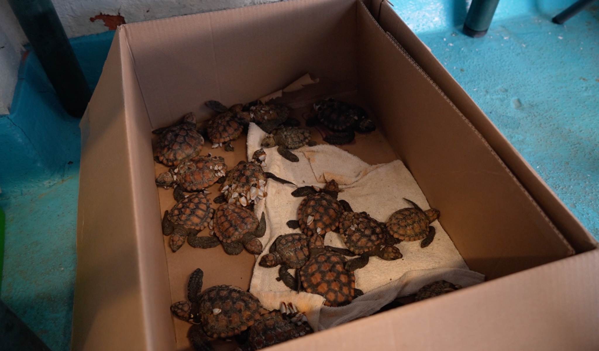 Hatchlings in a cardboard box
