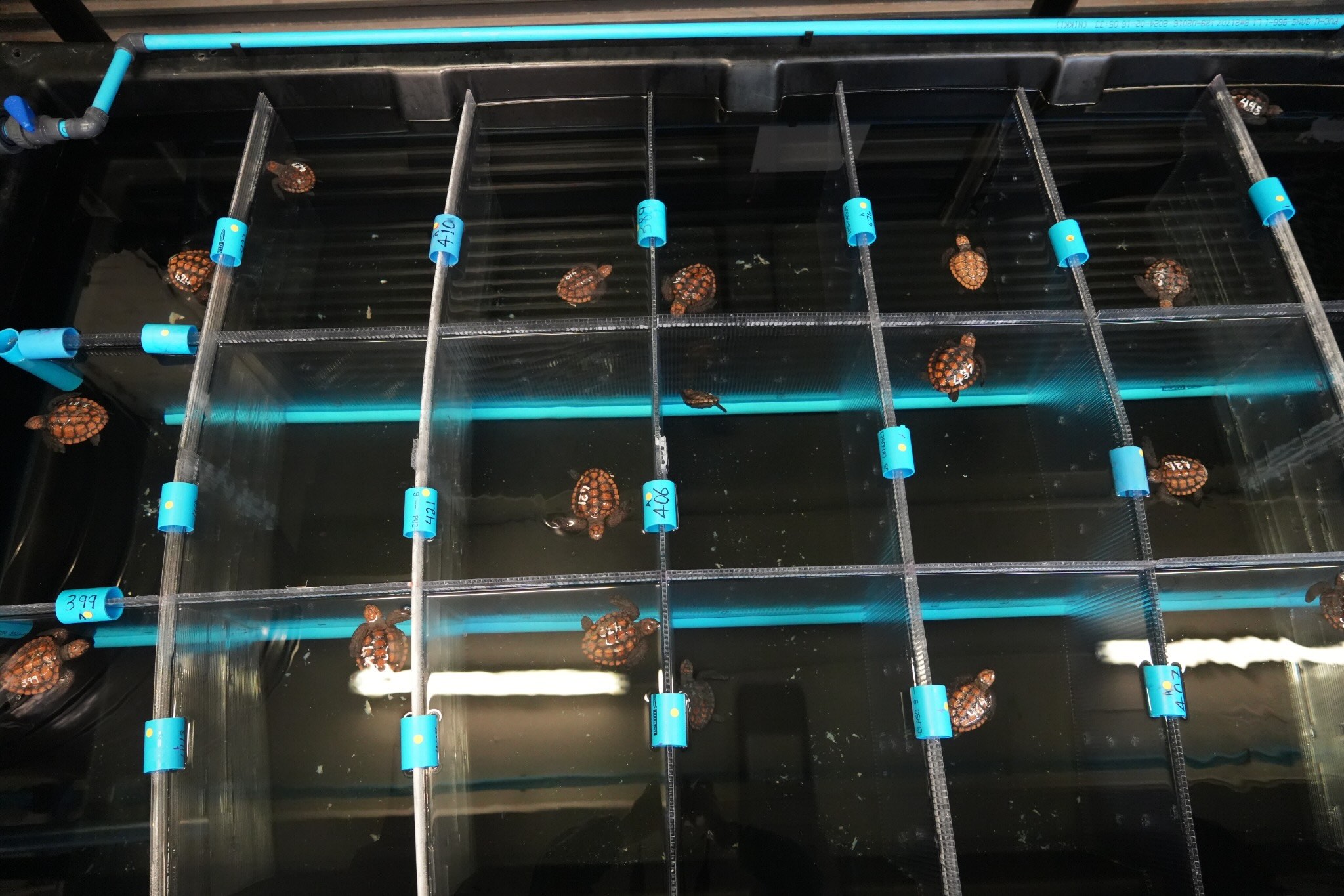 Hatchlings housed in individual compartments