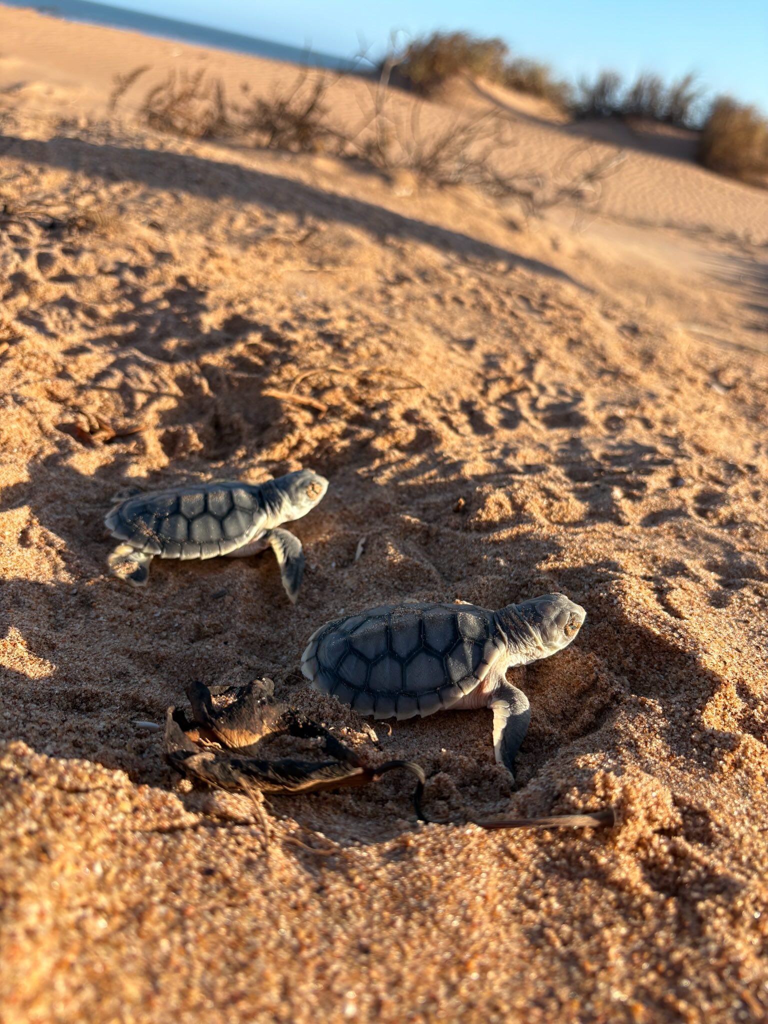 Hatchlings on Cemetery Beach