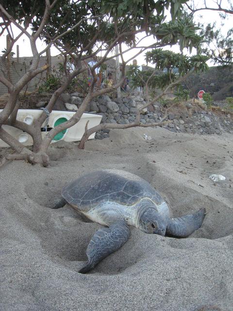 Nesting turtle on beach