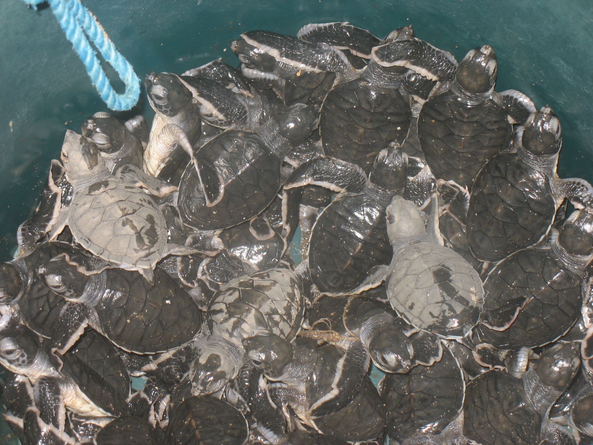 Hatchlings in a bucket