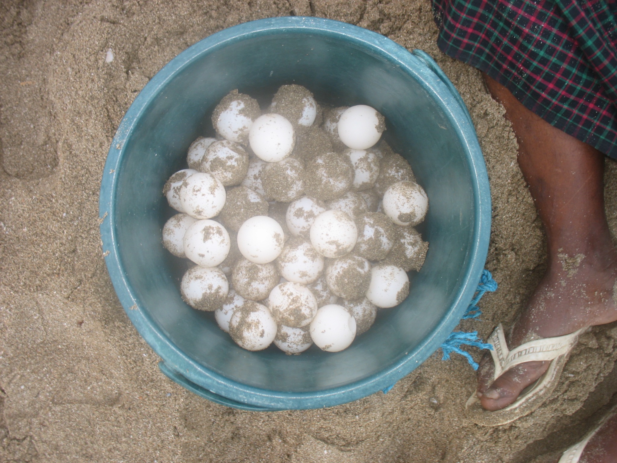 Bucket with turtle eggs