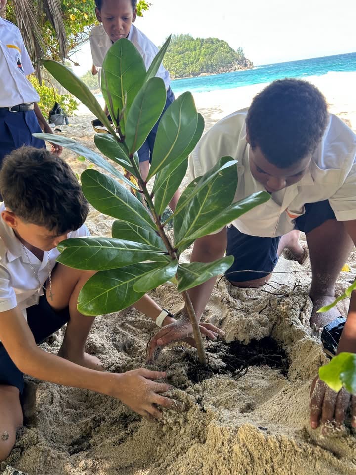 Children planting a tree on the beach