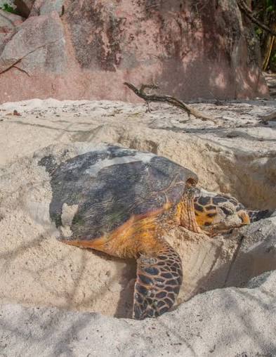 Turtle partially buried in sand