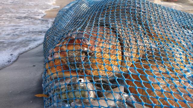 Turtle cought as bycatch in a fishing net