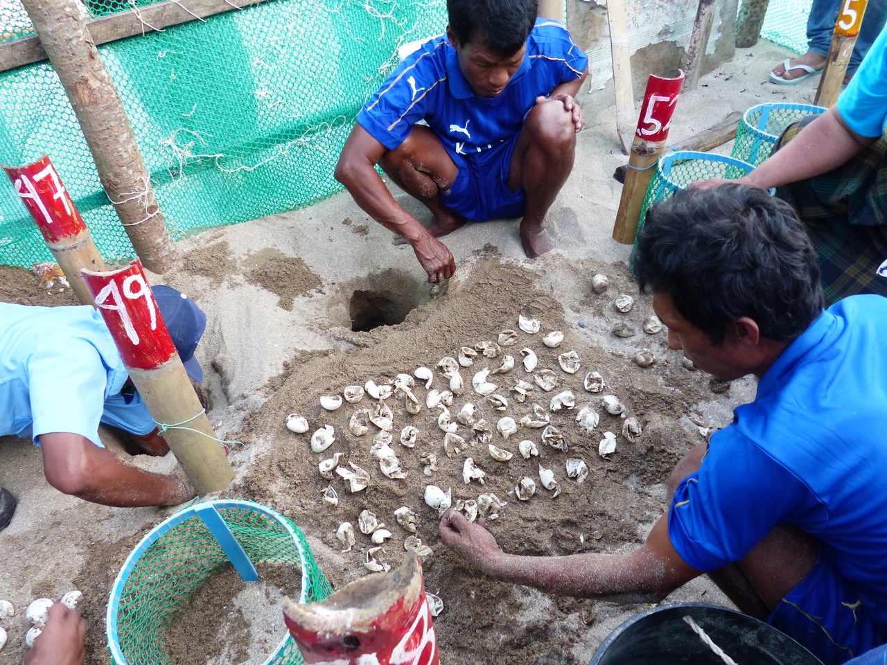 people placing out empty turtle shells