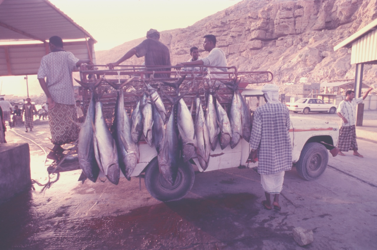 Fresh tuna hanging from the railings of a pickup truck