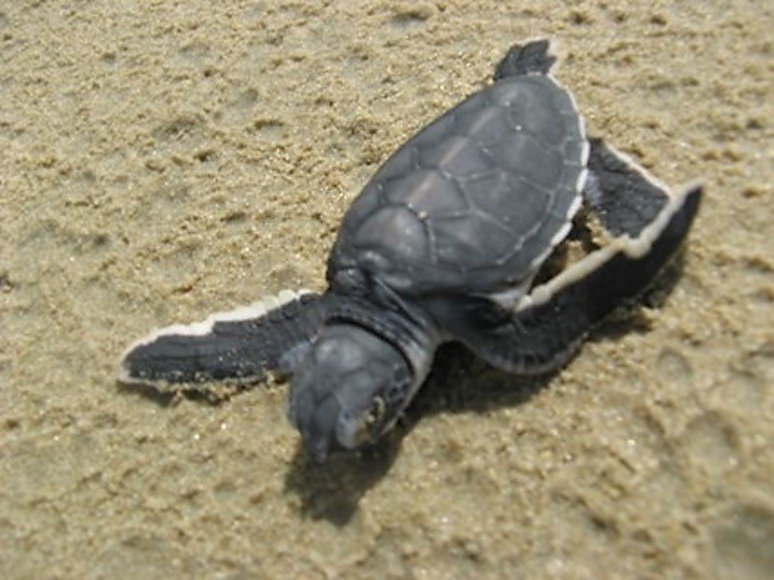 Sea turtle hatchling