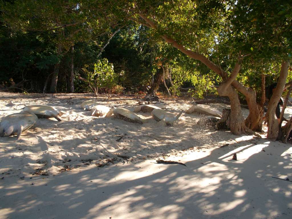 Sea turtles caught by poachers in Berafia
