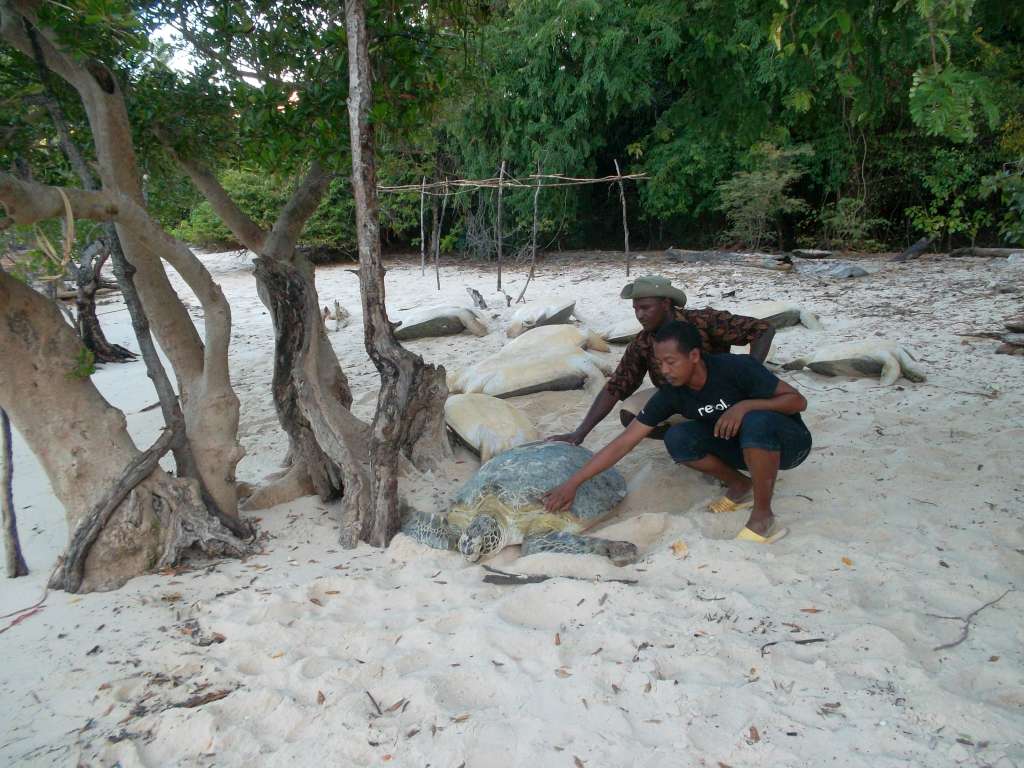Community members rescuing sea turtles in Berafia