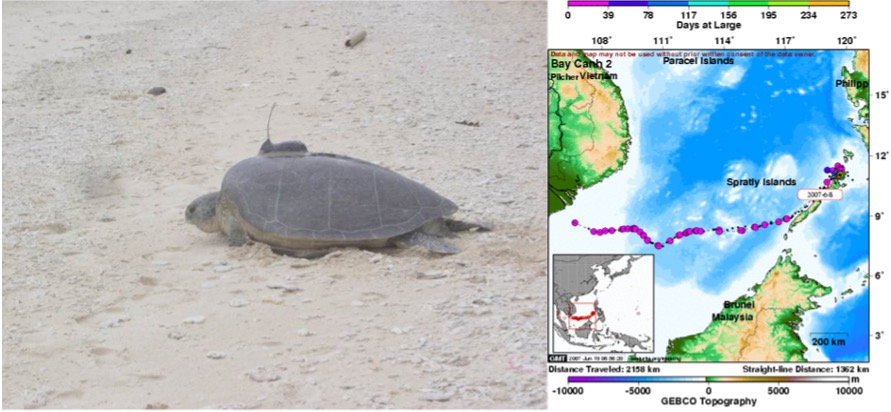 Turtle fitted with satellite transmitter