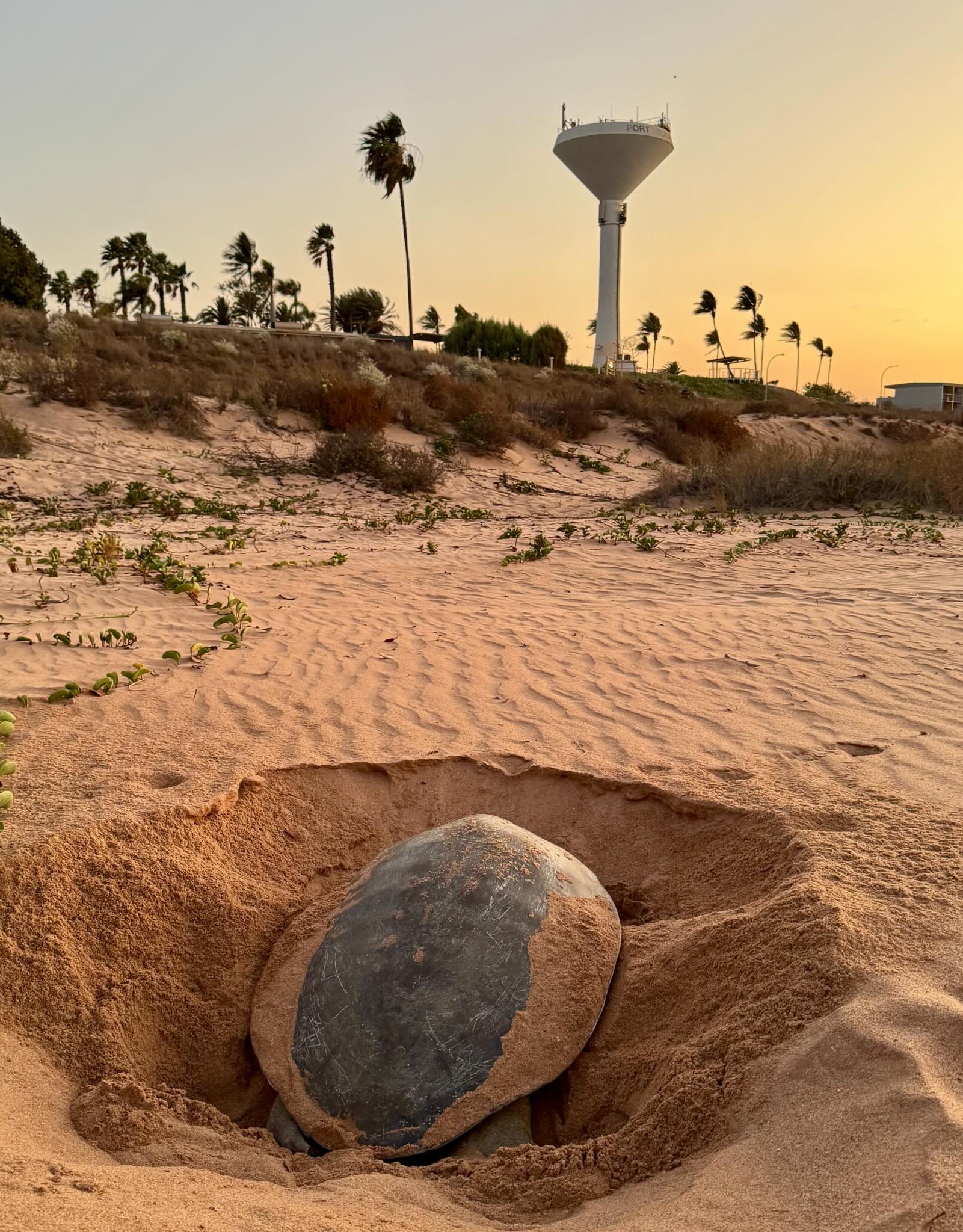Flatback turtle nesting on the beach
