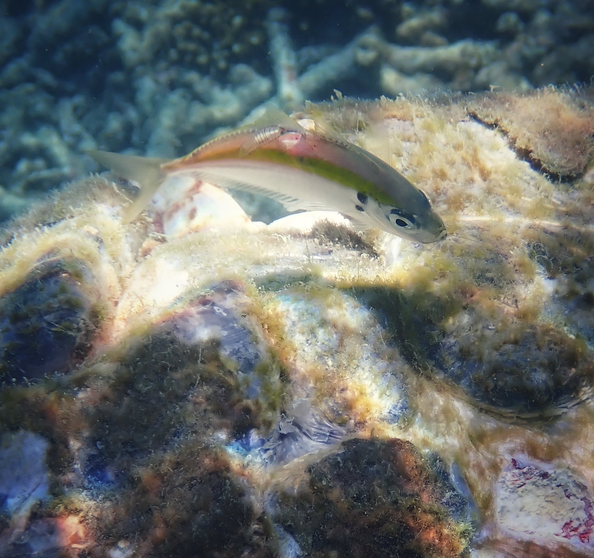 Grandma James companion fish