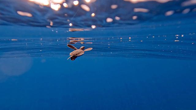 Hatchling in the blue sea
