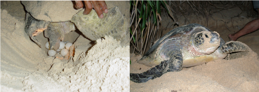 Green turtle with its eggs on the beach