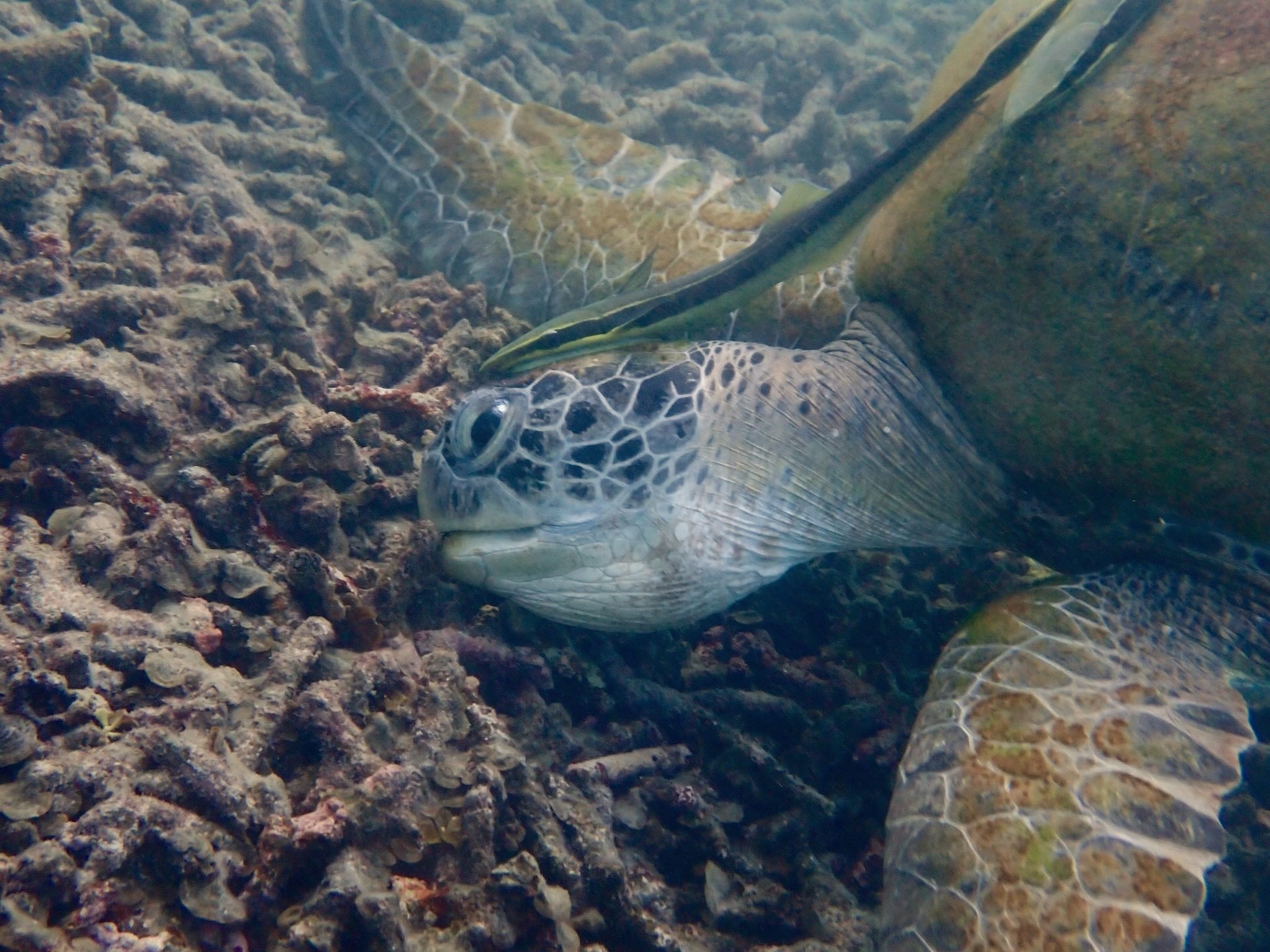 Mr Muscle grazing on algae