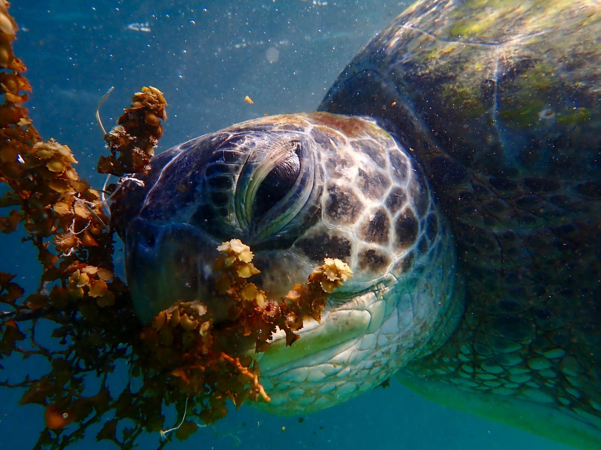 Ripper eating seaweed filled with plastic