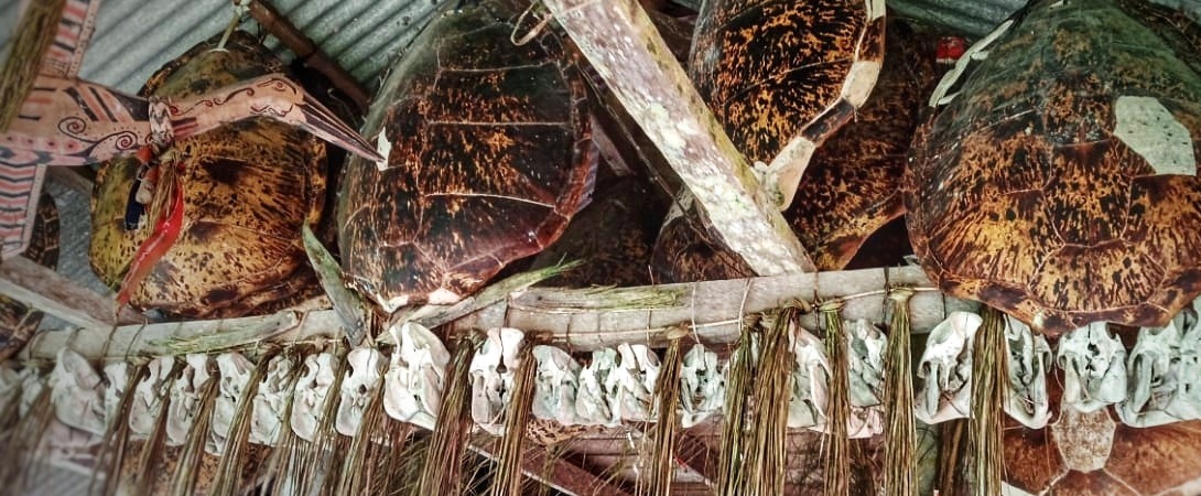 Sea turtle carapaces and skulls used as decoration on tribal house © Adela Hemelikova