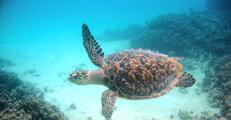 Hawksbill turtle © Robert Van Dam
