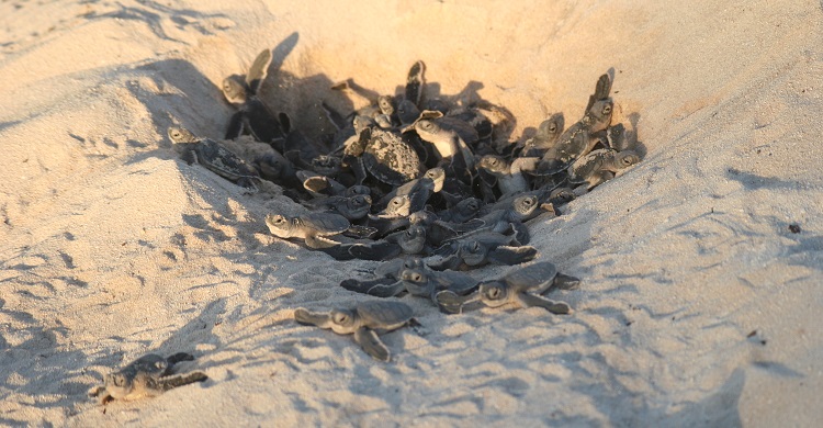 Green Turtle Hatchlings Reunion Island @ C. Jean - Kélonia 2011
