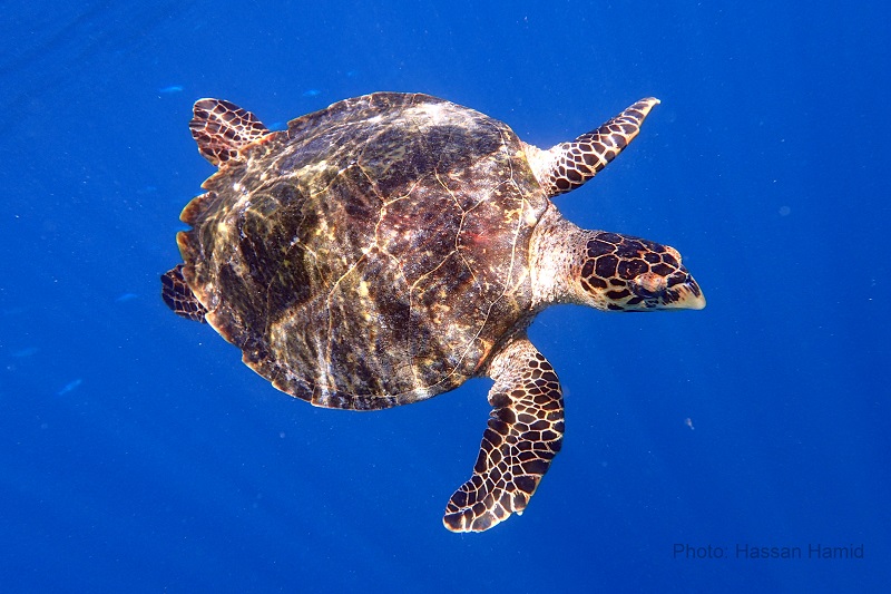 Marine Turtle © Hassan Hamid