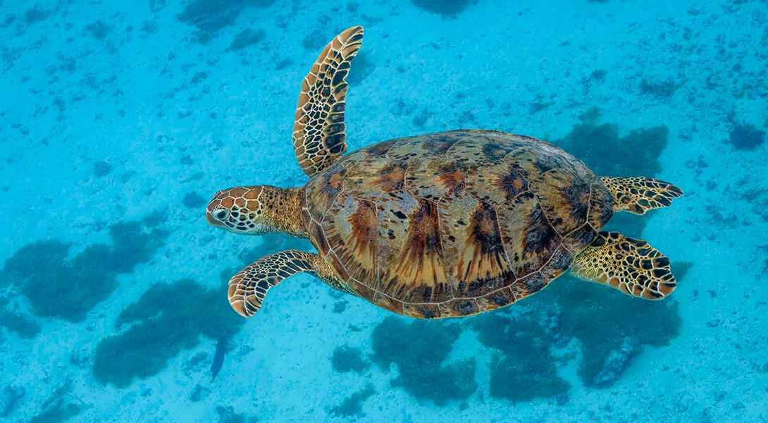 Green sea turtle (Chelonia mydas), Moorea, French Polynesia. Photo by Charles J. Sharp (CC BY-SA 4.0)