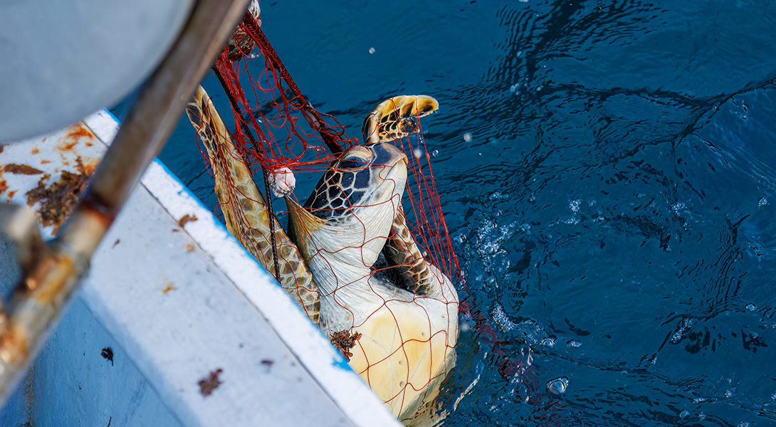Green turtle caught in fishing net: © Adobe Stock Images