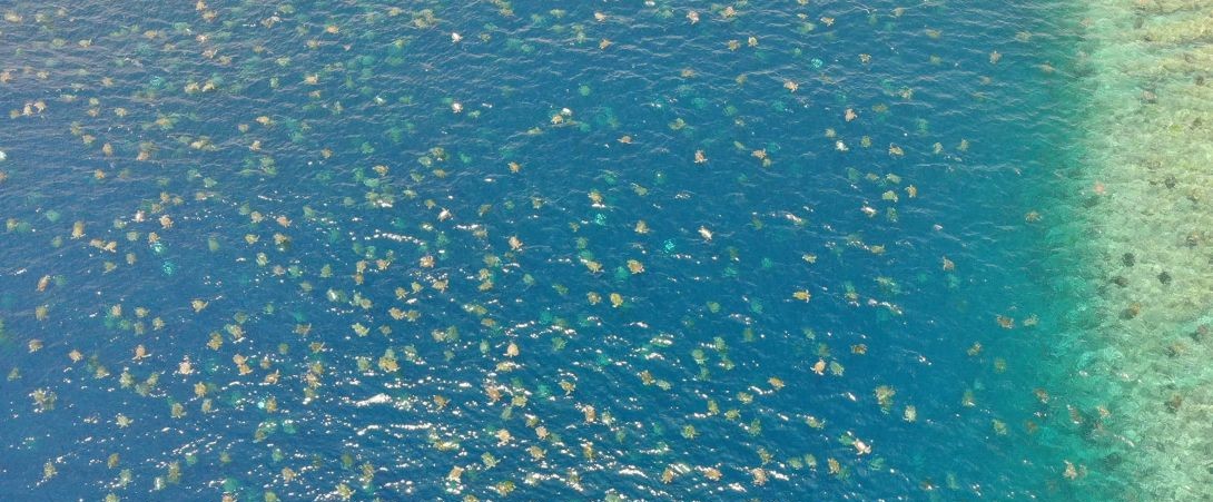 Green turtles at Raine Island, Australia © Great Barrier Reef Foundation