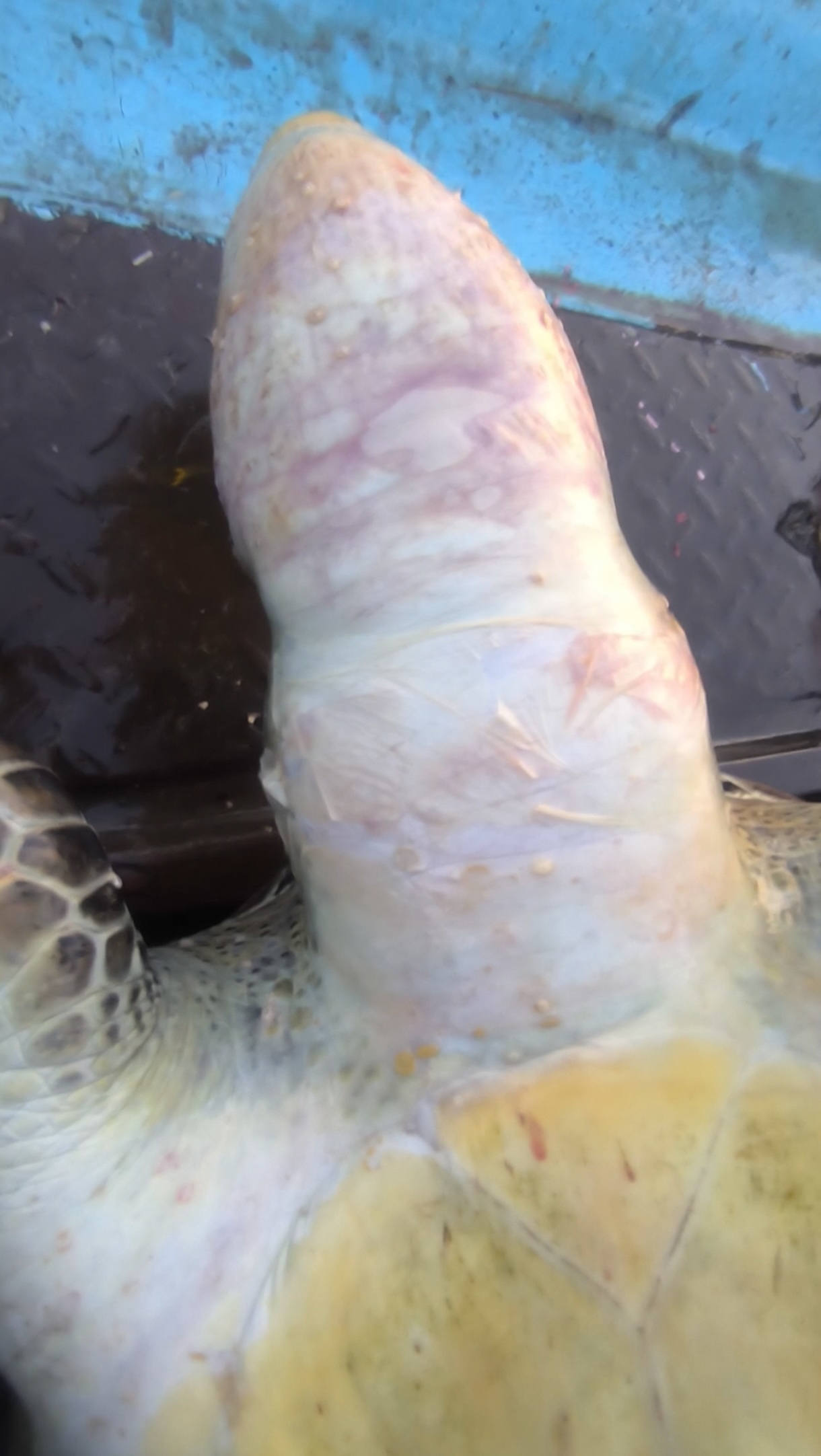 Close-up of the turtle’s neck, showing redness and pressure marks consistent with entanglement