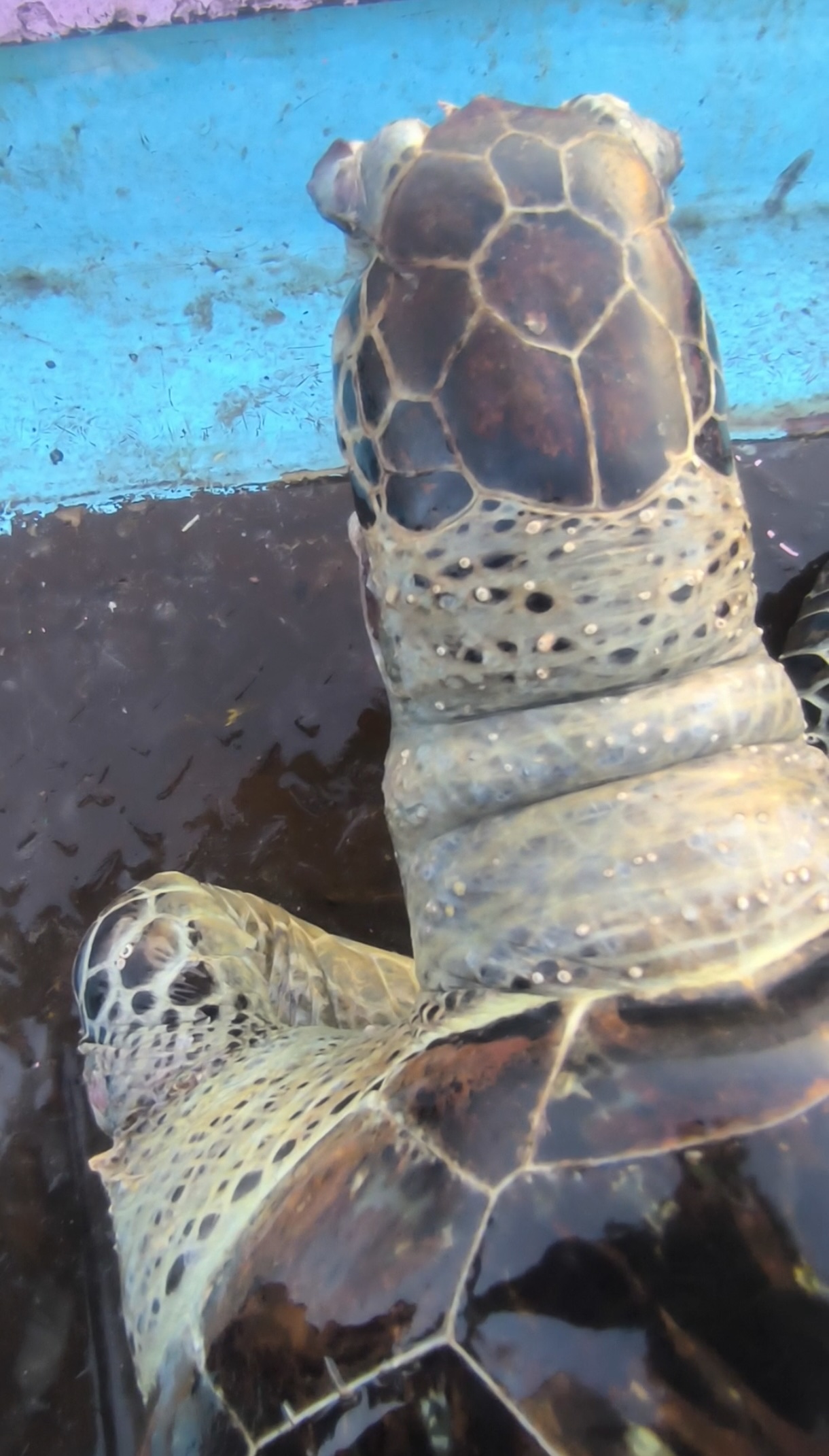 View from above of marks around the turtle’s neck