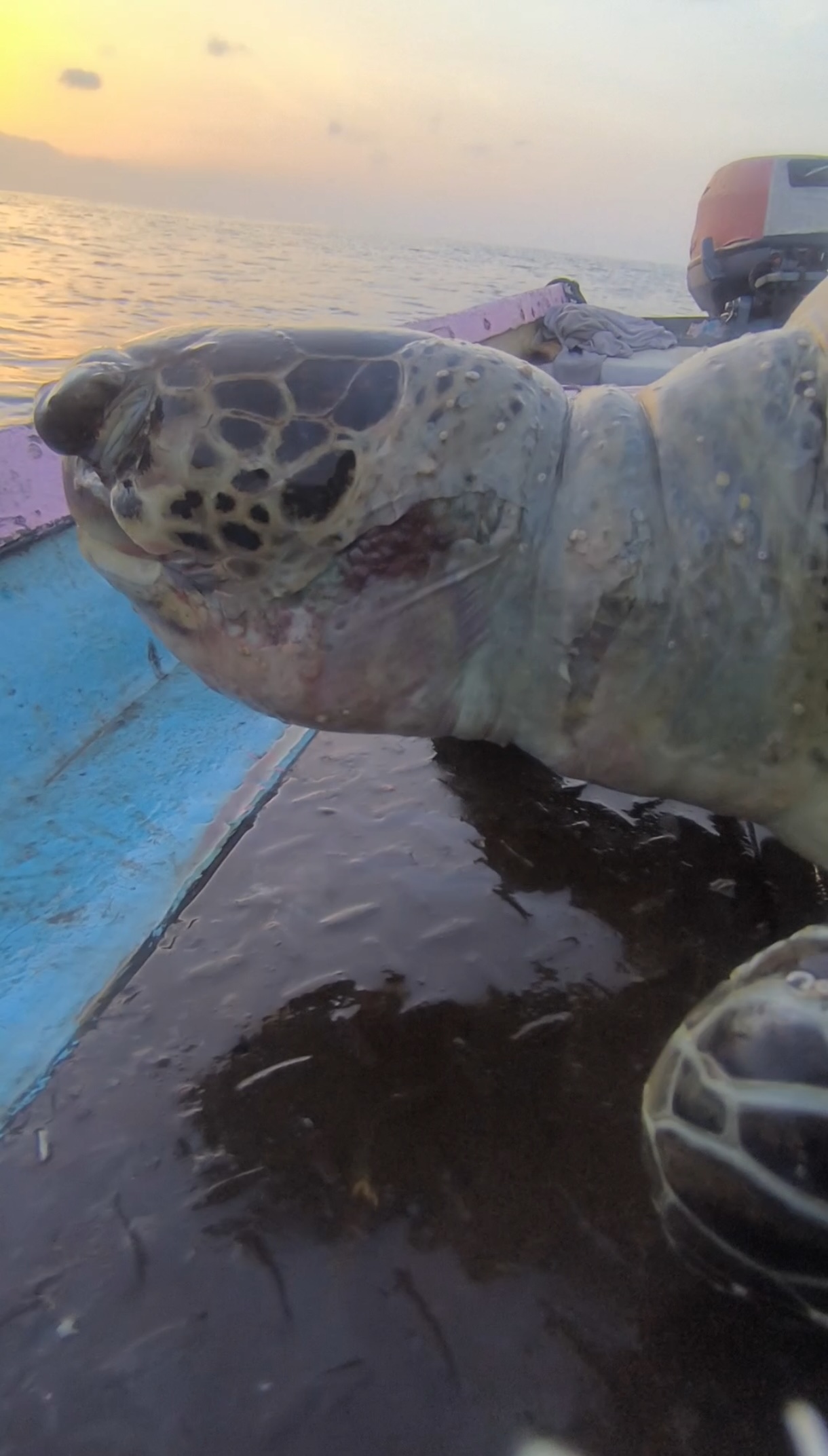 Side view of the turtle’s neck, showing areas of skin abrasion consistent with contact with fishing gear.