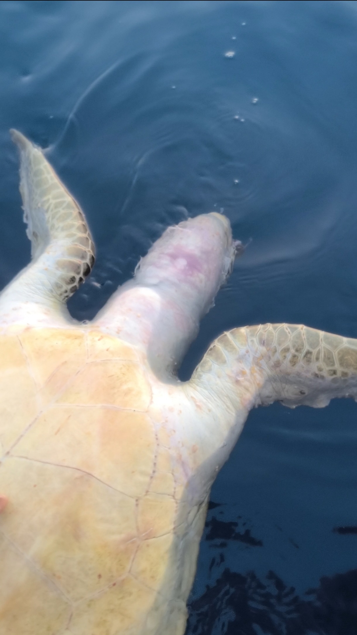 Dead sea turtle floating belly up at the surface