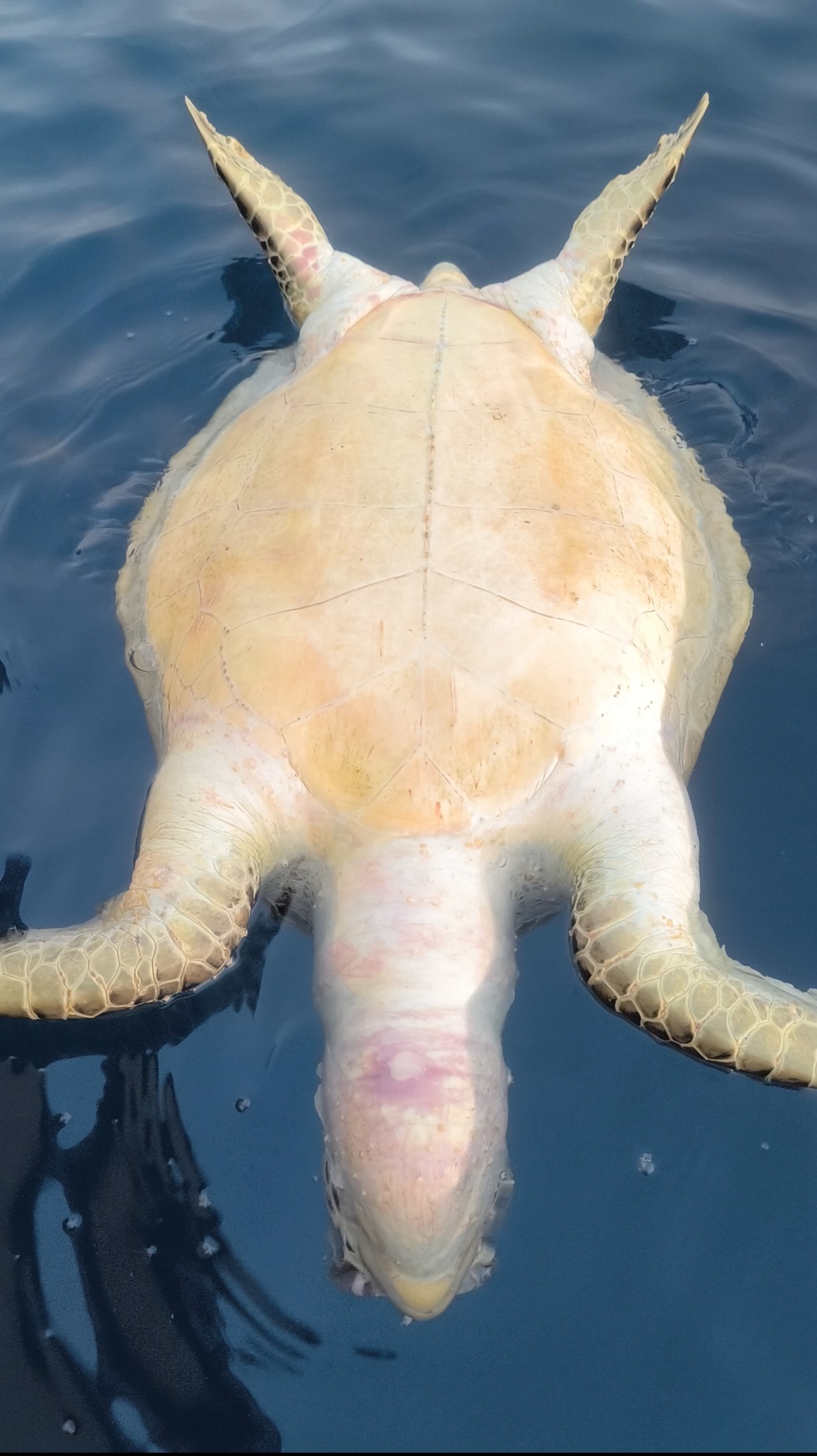 Dead sea turtle floating at the surface, viewed from a different angle