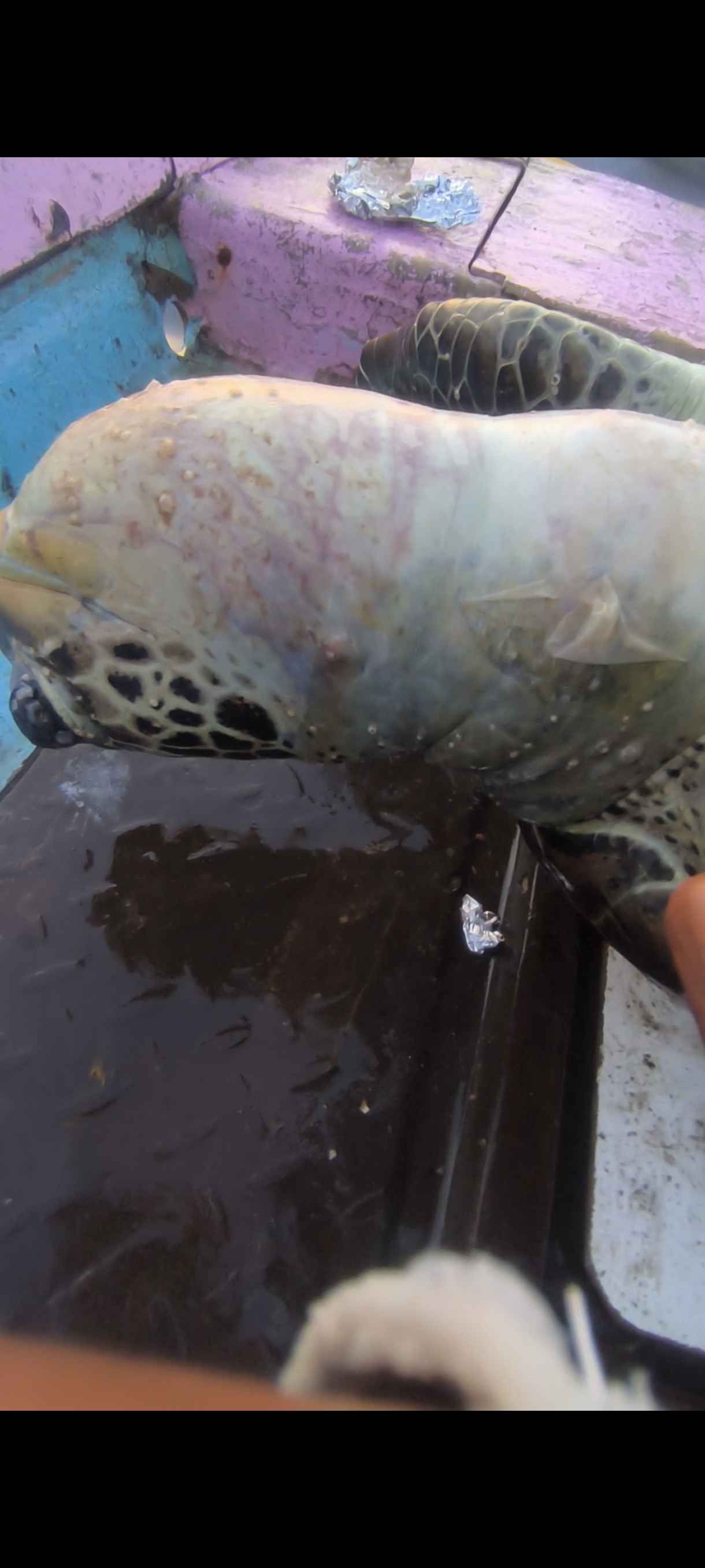 Close-up of the turtle’s neck on the boat, showing areas of skin abrasion and peeling