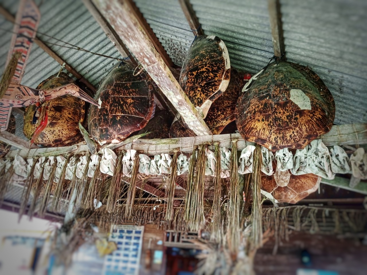 Sea turtle carapaces and skulls used as decoration on tribal house © Adela Hemelikova