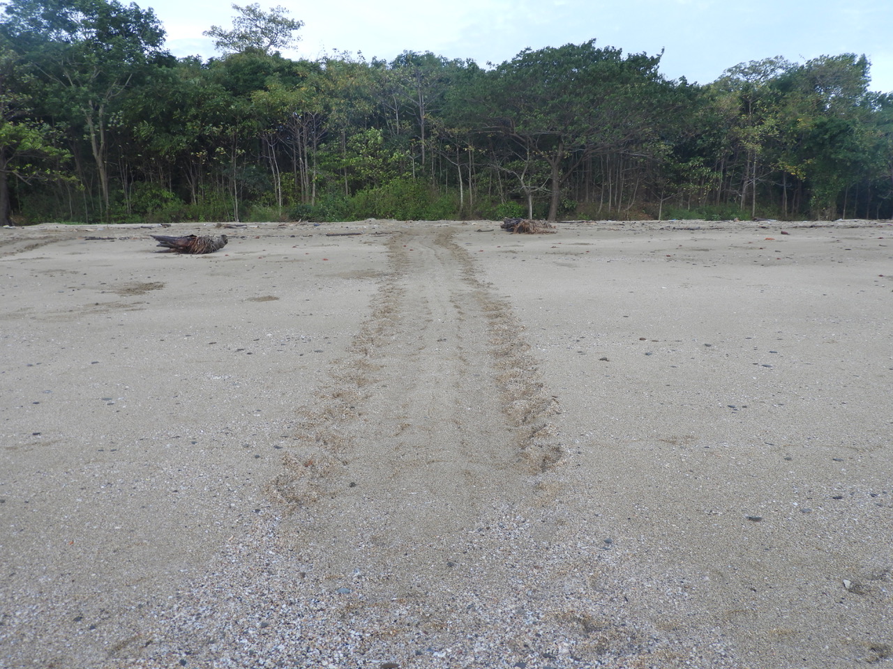 Turtle tracks on the beach