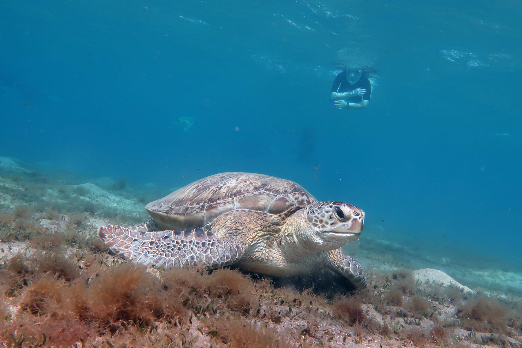 Sea turtle resting on the seabed while a snorkeler observes from a distance. ©Turtle Watch Egypt 2.0