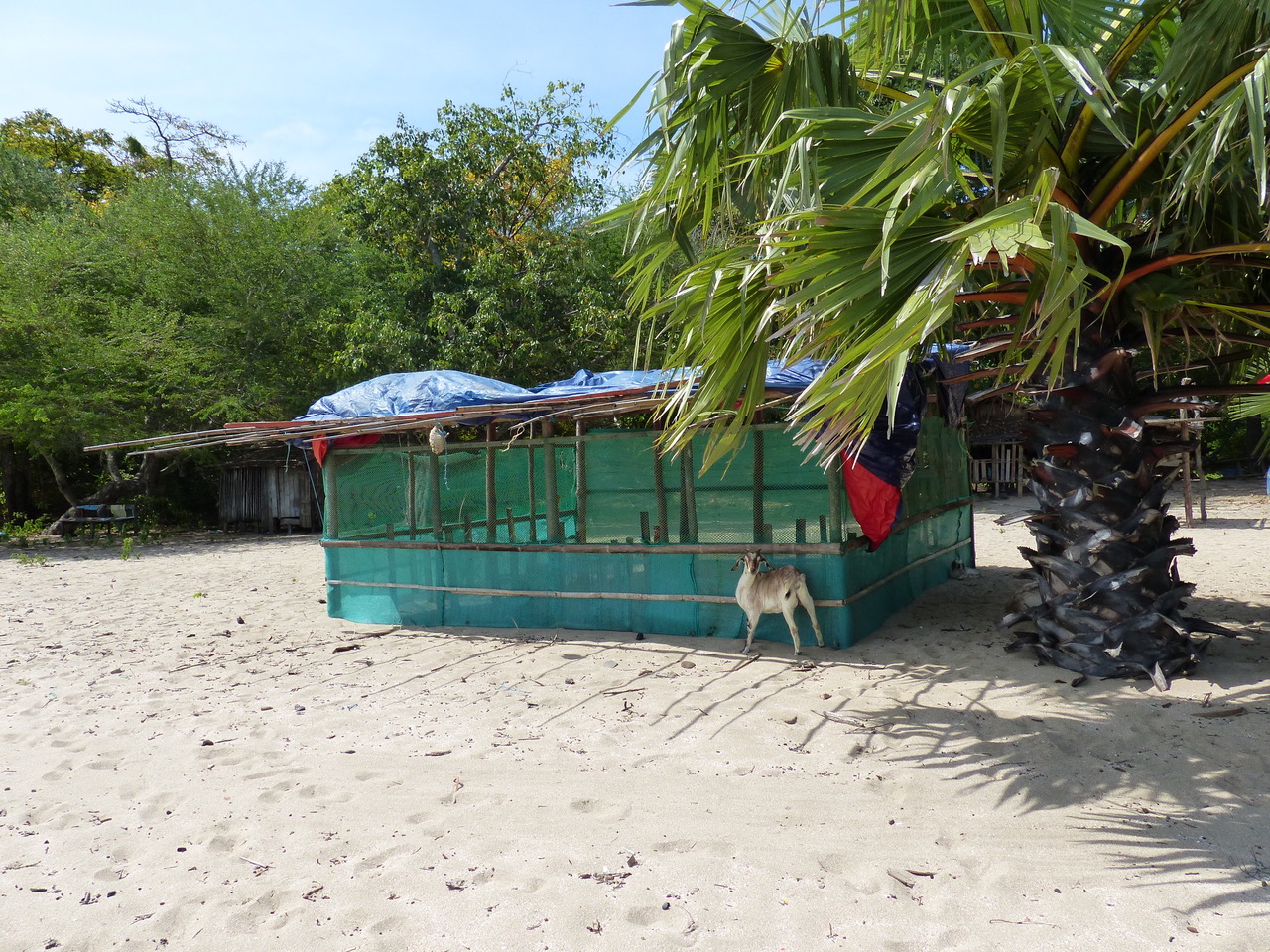 Hut on the beach and a goat