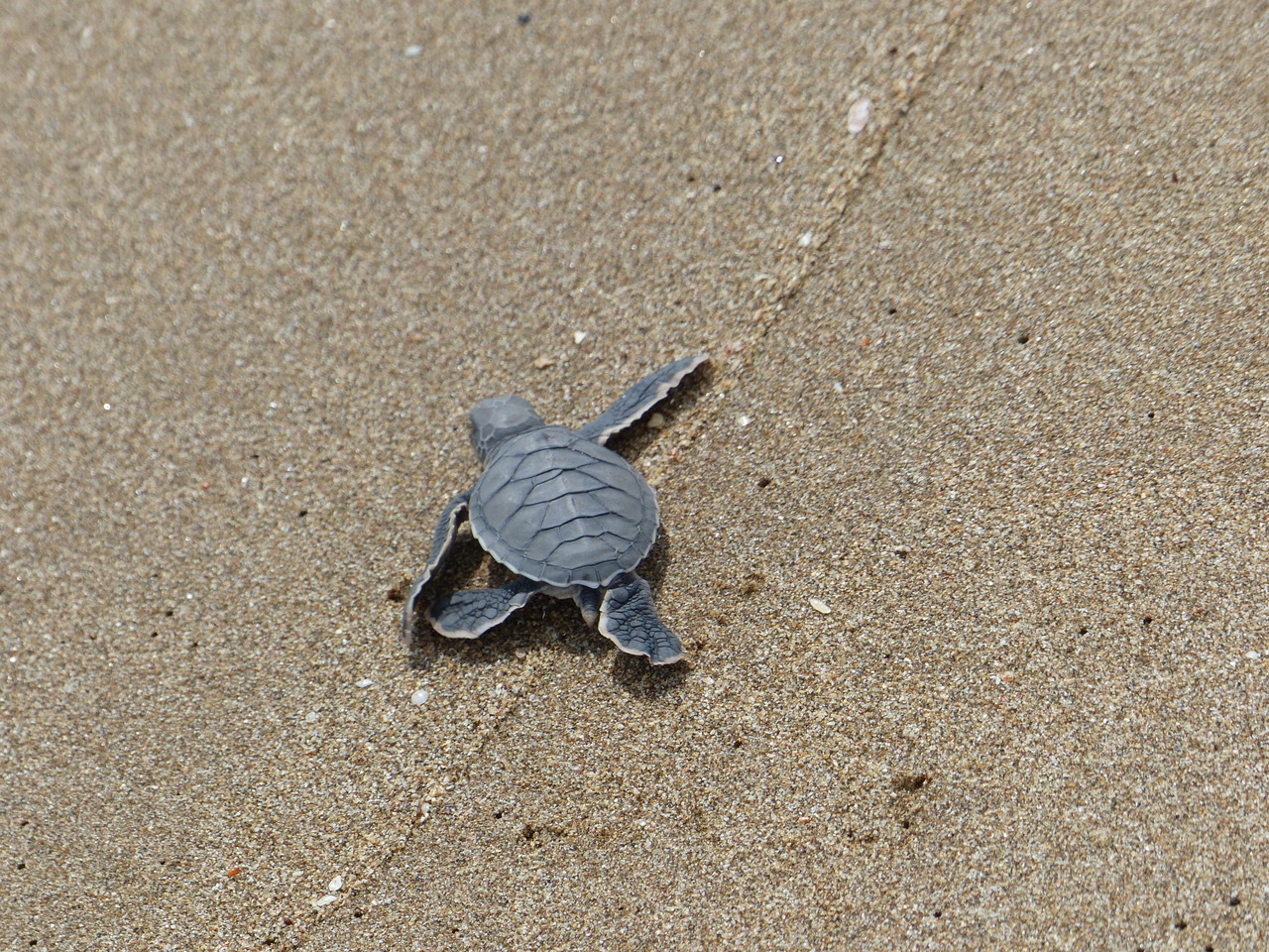 Hatchling on the beach