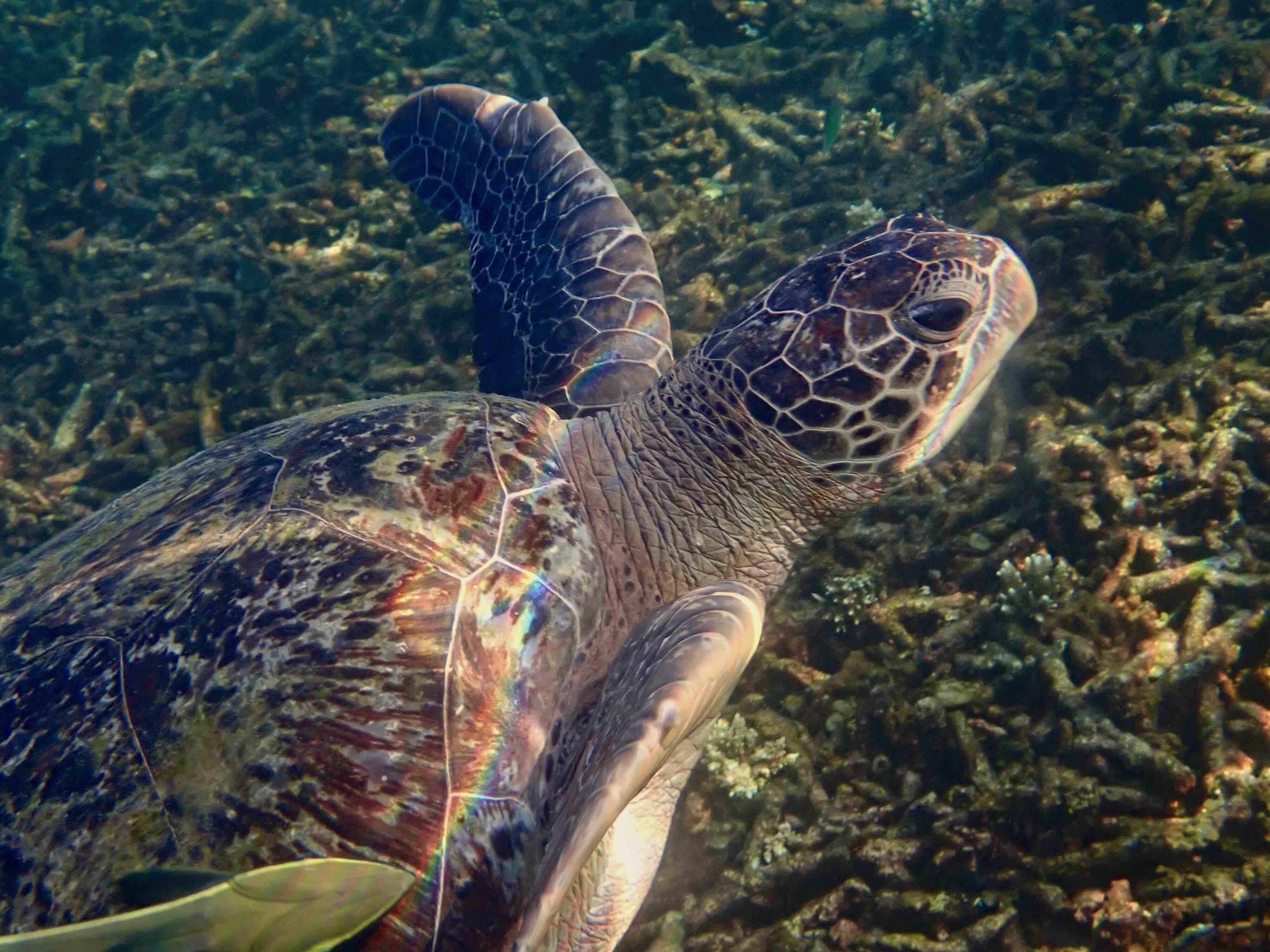 Bubbles, another resident green sea turtle in Shark Bay