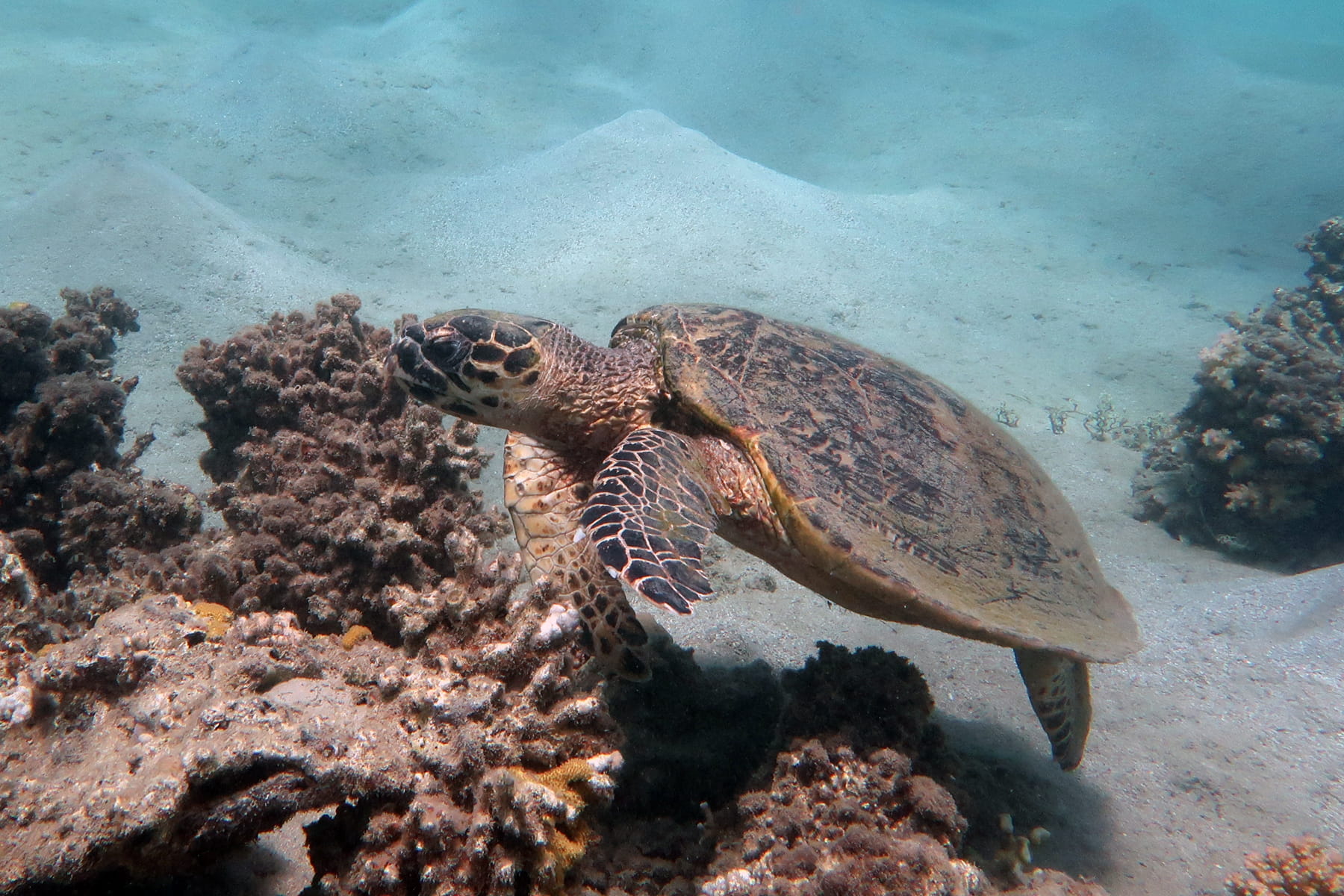 Sea turtle swimming over a coral and sandy seabed in its natural habitat. © Micol Montagna